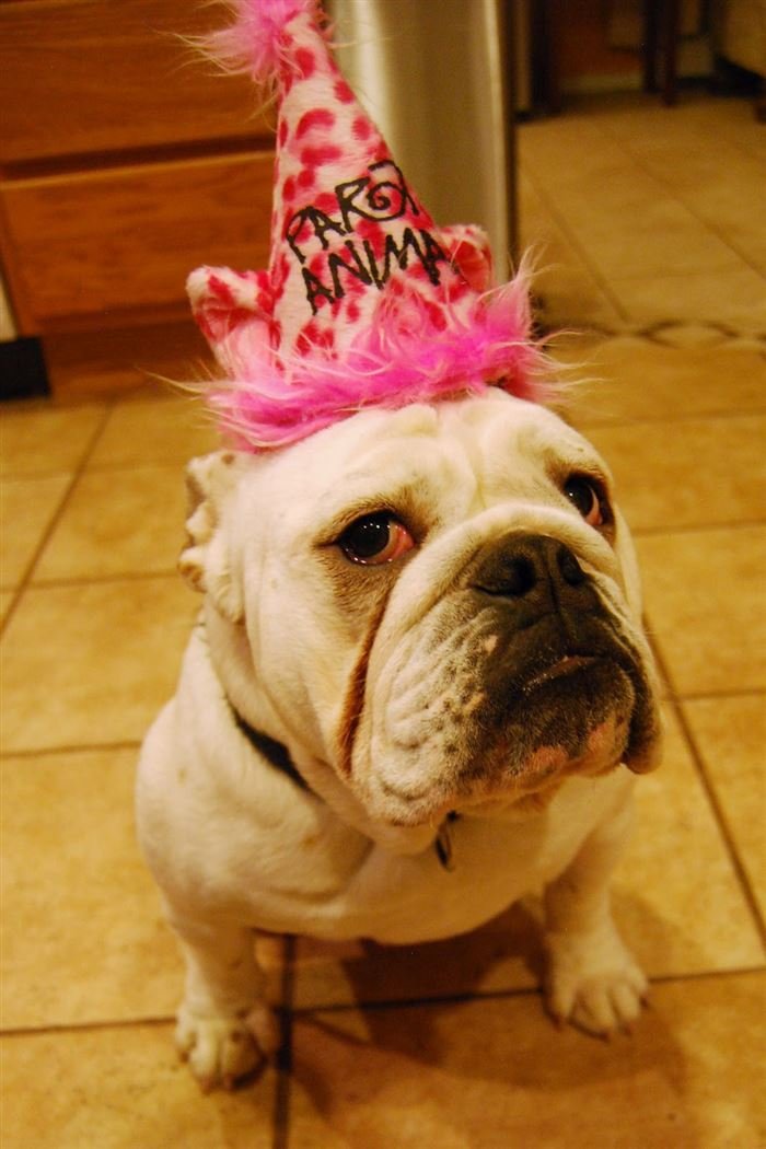 15 Adorable Dogs Celebrating Their Birthday Pawties 26 - https://www.facebook.com/diplyofficial