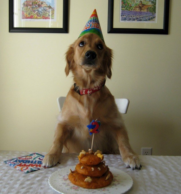 Dog Birthday - https://www.facebook.com/diplyofficial
