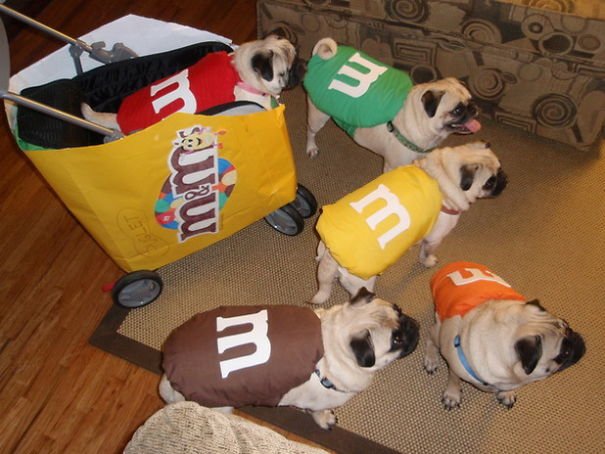 M&m's Pugs