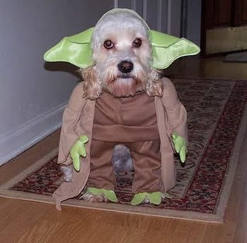 16 Animals Who Despise Their Humans For Dressing Them Up For Halloween 24 - https://www.facebook.com/diplyofficial