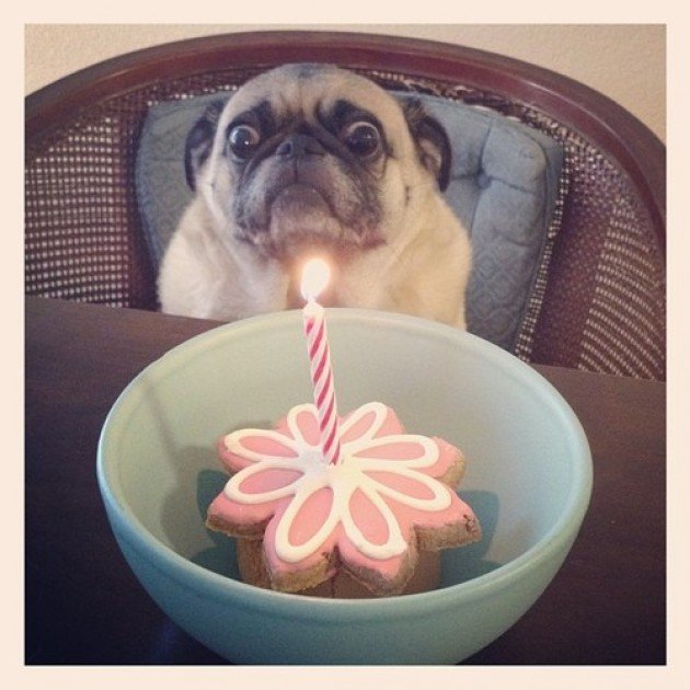 Dog Birthday - https://www.facebook.com/diplyofficial