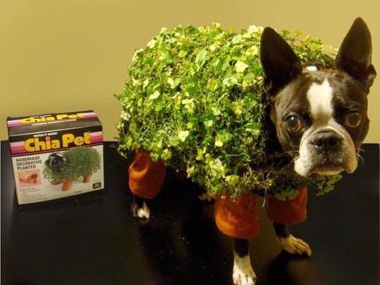 # Animals Who Despise Their Humans For Dressing Them Up For Halloween 22 - https://www.facebook.com/diplyofficial
