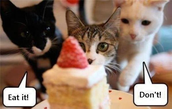 Funny cat vicces macska