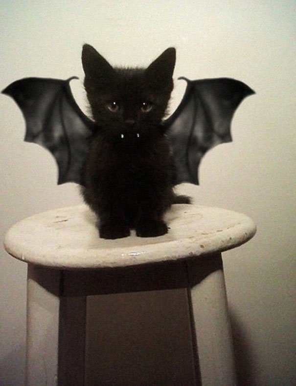 Bat Kitty