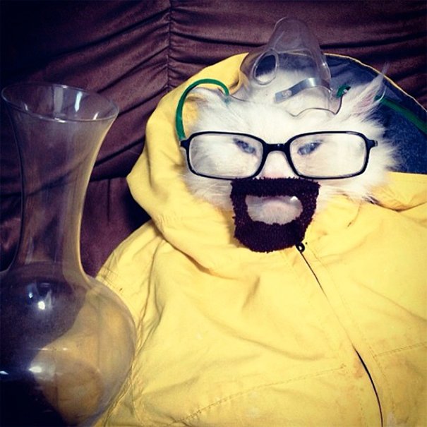 Breaking Bad Cat