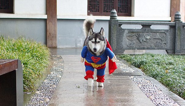 Super Husky