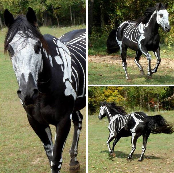 Skeleton Horse