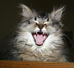 13585592_e25f76fe7a_m