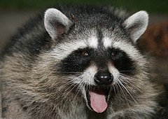 2811013322_e9e34af861_m