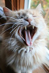 5126863556_8422fec87a_m