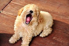 5367697432_07616265fc_m