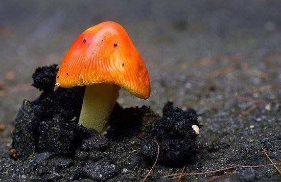 10898179_1102645966442650_3422373309567498311_n