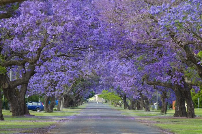 Jacaranda-Trees-Grafton-_DSC2021__700