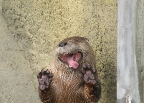 the-world_s-top-10-best-images-of-window-licking-animals-2