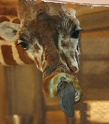 the-world_s-top-10-best-images-of-window-licking-animals-5