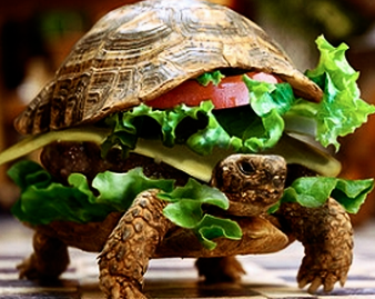 Teknős hamburger