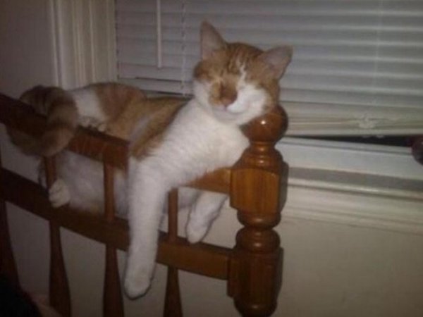 funny cat sleeping