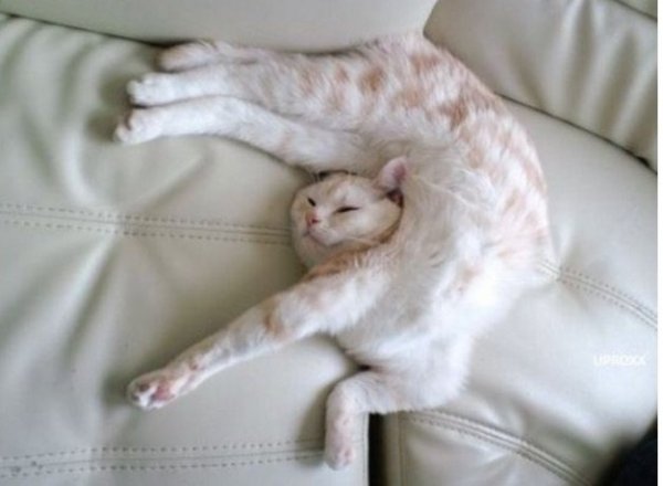 funny cat sleeping