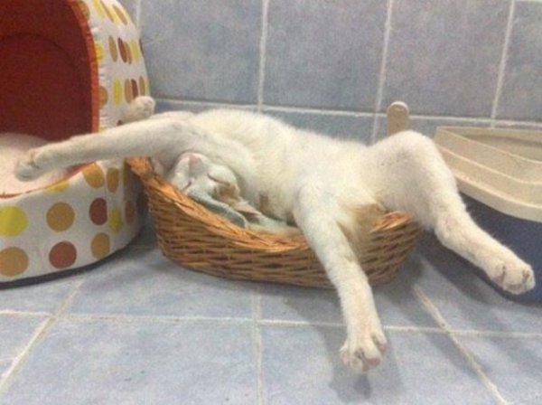 funny cat sleeping