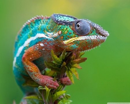 enhanced-buzz-10410-1332861531-1