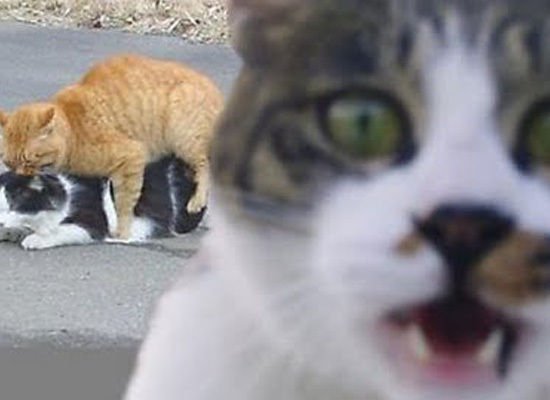 slide_205607_627430_large