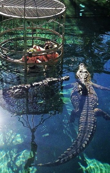 cage-diving-with-crocodiles