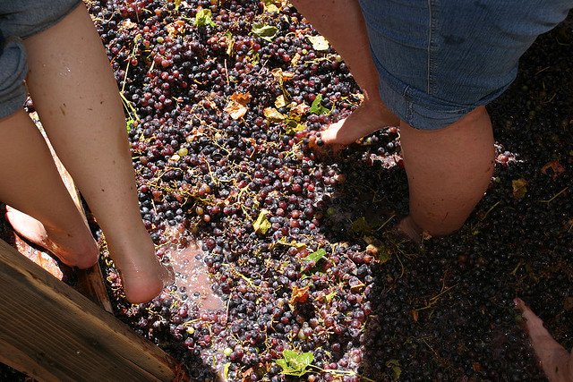 grape-stomping