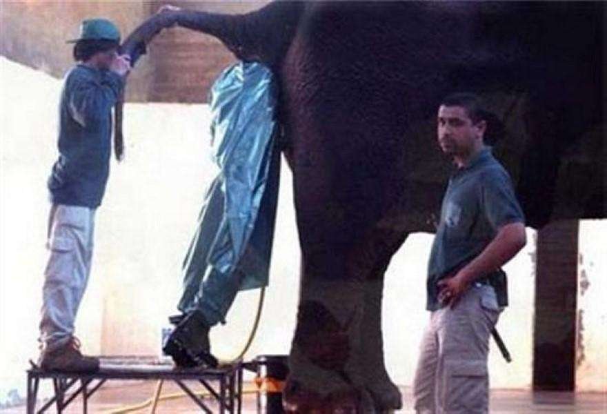 bull-elephant-inseminator-photo-u1
