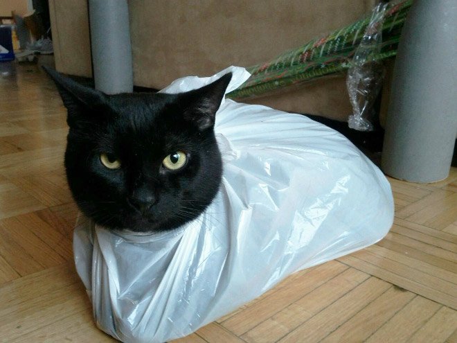 cat-bag11