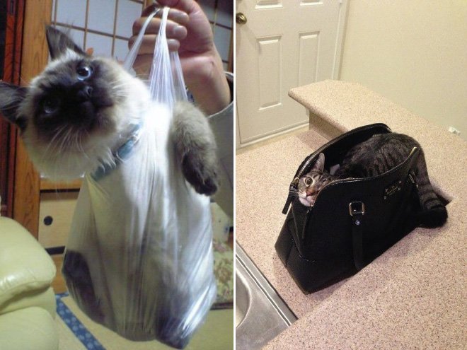 cat-bag14