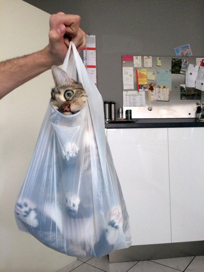 cat-bag3