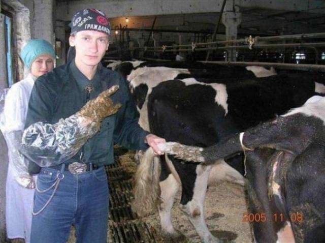 dairy-cow-inseminator-photo-u1