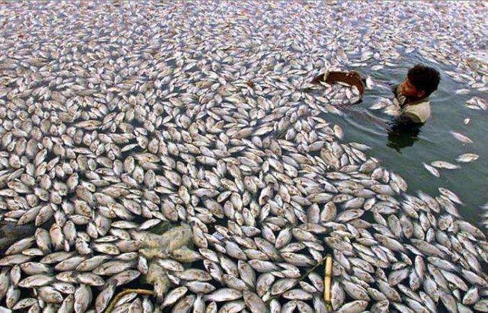 dead-fish-collector-photo-u1