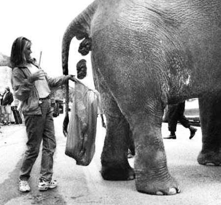 elephant-poop-catcher-photo-u2