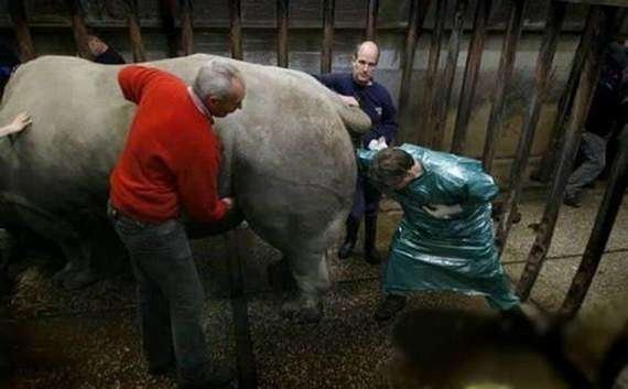 rhino-impregnator-photo-u1