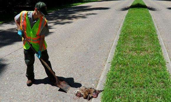 roadkill-cleaner-photo-u1