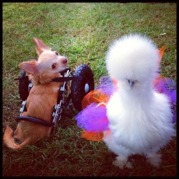 two legged chihuahua