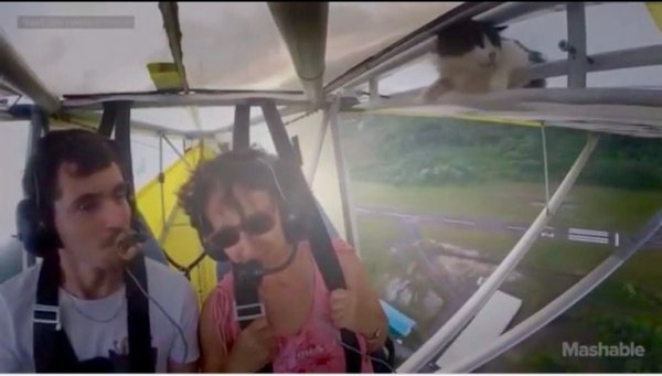 Remove the cat before the flight