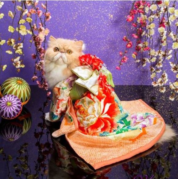 cat kimono