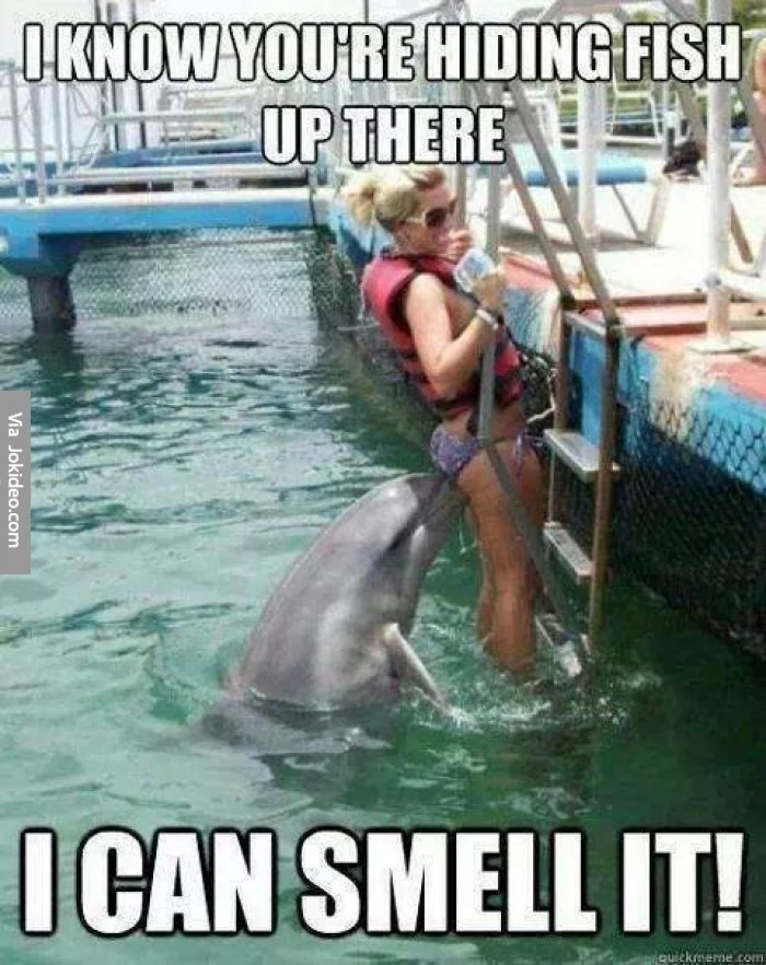 Funny-dolphin-and-girl-meme