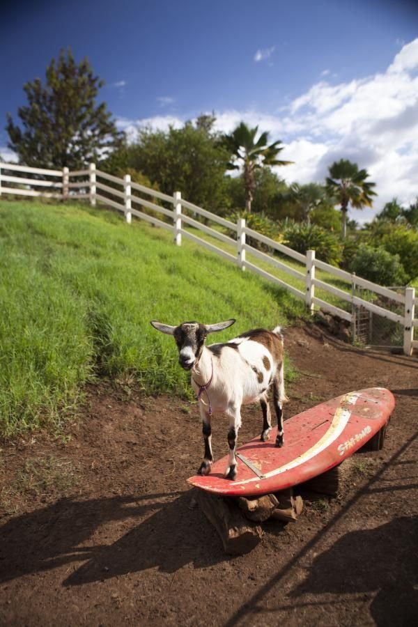 dec71bfd77adbcf457450e89534ee021