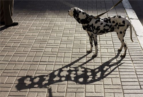 funny-dalmatians-shadow