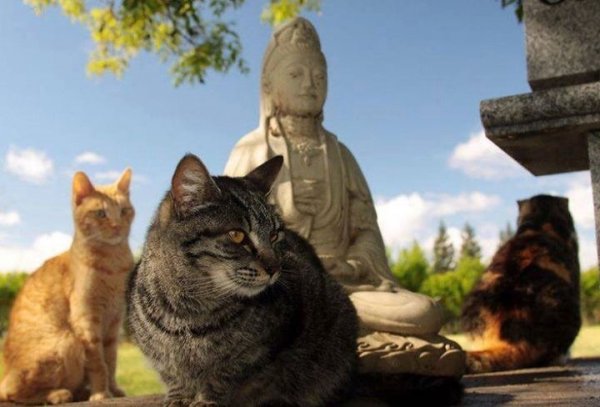 Buddha cat