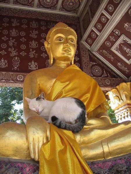 Buddha cat