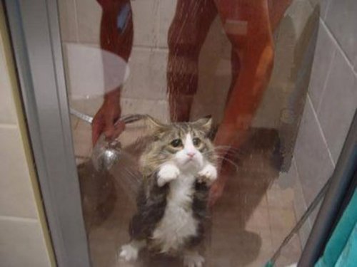 trying-to-bathe-your-cat-in-the-shower-is-just-asking-for-trouble