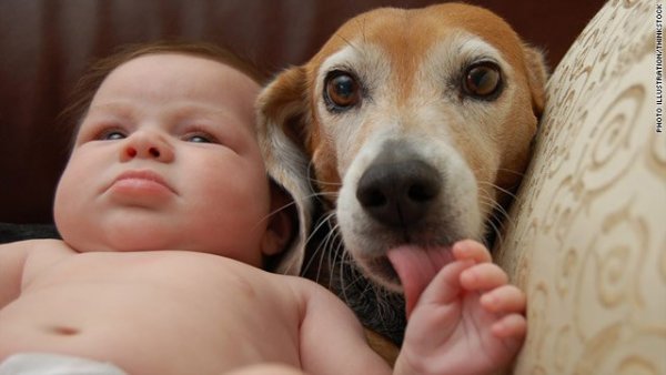 dog protect baby