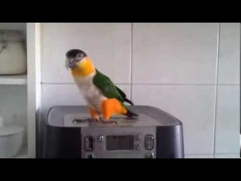 dancing parrot