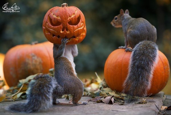 enjoying autumn