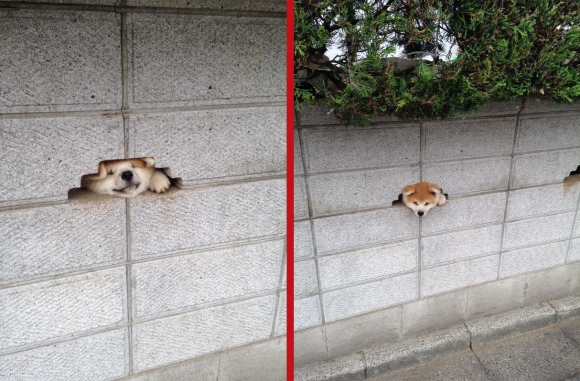 wall dogs