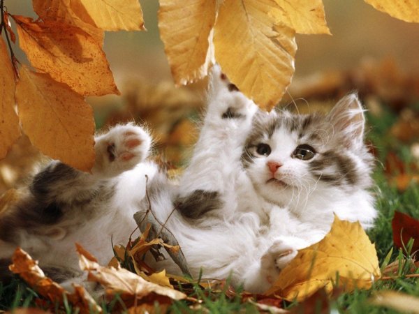 enjoying autumn
